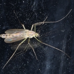 Chironomidae (family) (Non-biting Midge) at Congo, NSW - 5 Jul 2020 by jb2602