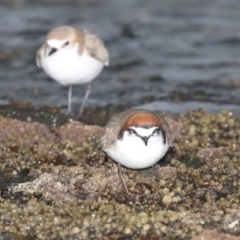 Anarhynchus ruficapillus (Red-capped Plover) at Congo, NSW - 7 Jul 2020 by jb2602