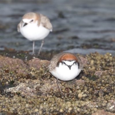 Anarhynchus ruficapillus (Red-capped Plover) at Congo, NSW - 7 Jul 2020 by jb2602