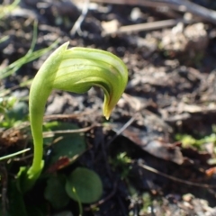 Pterostylis nutans (Nodding Greenhood) at Acton, ACT - 20 Jul 2020 by RWPurdie