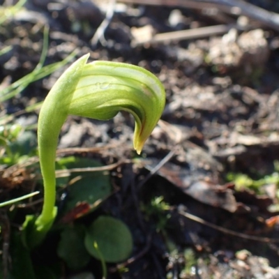 Pterostylis nutans (Nodding Greenhood) at Acton, ACT - 21 Jul 2020 by RWPurdie