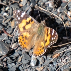 Vanessa kershawi at Cotter River, ACT - 17 Jul 2020 02:35 PM