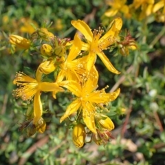 Hypericum perforatum (St John's Wort) at Point 4997 - 20 Jul 2020 by RWPurdie