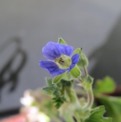 Erodium crinitum at Hawker, ACT - 19 Jul 2020