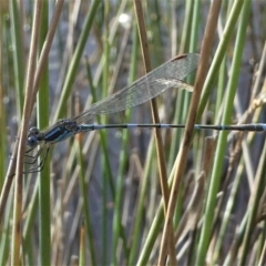 Austrolestes leda (Wandering Ringtail) at Bruce, ACT - 18 Jul 2020 by HarveyPerkins