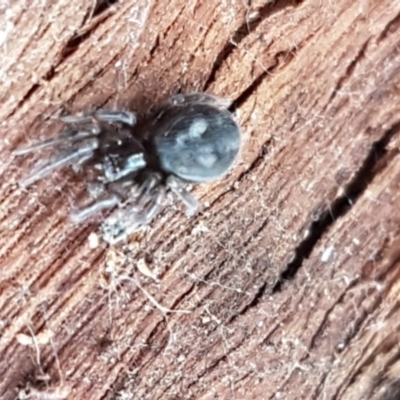 Badumna insignis (Black House Spider) at Lyneham, ACT - 20 Jul 2020 by trevorpreston