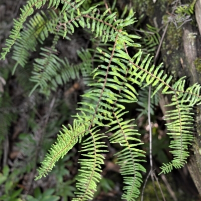 Gleichenia microphylla (Scrambling Coral Fern) at Robertson, NSW - 20 Jul 2020 by plants