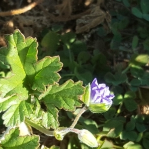 Erodium crinitum at Red Hill, ACT - 19 Jul 2020