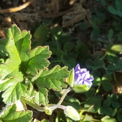 Erodium crinitum (Native Crowfoot) at Red Hill, ACT - 19 Jul 2020 by Mike