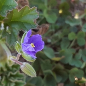 Erodium crinitum at Red Hill, ACT - 19 Jul 2020