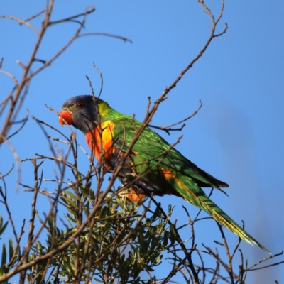 Trichoglossus moluccanus (Rainbow Lorikeet) at Congo, NSW - 5 Jul 2020 by jbromilow50