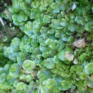 Lunularia cruciata at Acton, ACT - 21 Jul 2020