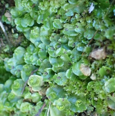 Lunularia cruciata (A thallose liverwort) at Acton, ACT - 20 Jul 2020 by RWPurdie