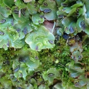 Lunularia cruciata at Acton, ACT - 21 Jul 2020