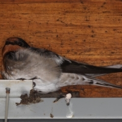 Hirundo neoxena (Welcome Swallow) at Congo, NSW - 5 Jul 2020 by jb2602