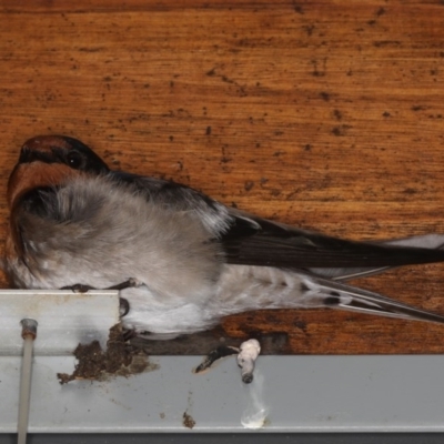 Hirundo neoxena (Welcome Swallow) at Congo, NSW - 5 Jul 2020 by jb2602