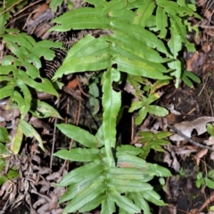 Blechnum wattsii (Hard Water Fern) at Robertson, NSW - 20 Jul 2020 by plants