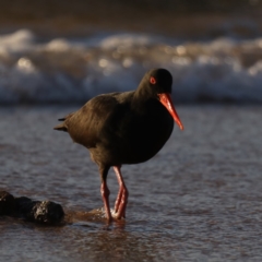 Haematopus fuliginosus (Sooty Oystercatcher) at Congo, NSW - 5 Jul 2020 by jb2602