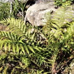 Todea barbara (King Fern) at Robertson, NSW - 20 Jul 2020 by plants