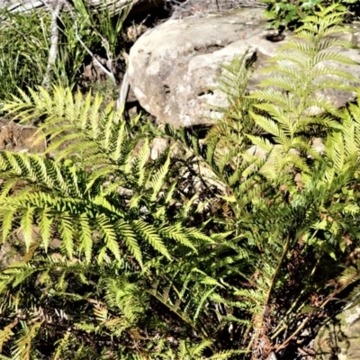 Todea barbara (King Fern) at Robertson, NSW - 20 Jul 2020 by plants