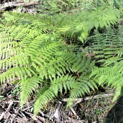 Calochlaena dubia (Rainbow Fern) at Robertson - 19 Jul 2020 by plants