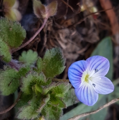 Veronica persica (Creeping Speedwell) at Lyneham, ACT - 20 Jul 2020 by tpreston