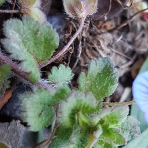 Veronica persica at Lyneham, ACT - 20 Jul 2020 12:59 PM