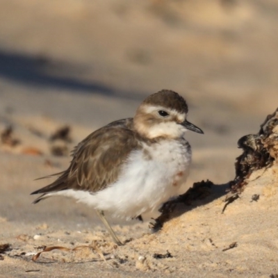 Anarhynchus bicinctus (Double-banded Plover) at Congo, NSW - 5 Jul 2020 by jbromilow50