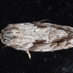 Agriophara confertella (A Flat-bodied moth (Depressidae) at Congo, NSW - 7 Jul 2020 by jb2602