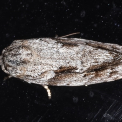Agriophara confertella (A Flat-bodied moth (Depressidae) at Congo, NSW - 7 Jul 2020 by jb2602