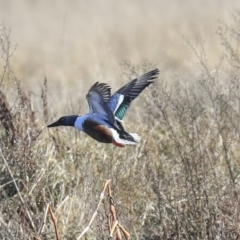 Spatula clypeata (Northern Shoveler) at Fyshwick, ACT - 20 Jul 2020 by AlisonMilton