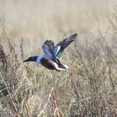 Spatula clypeata (Northern Shoveler) at Fyshwick, ACT - 19 Jul 2020 by AlisonMilton