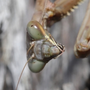 Archimantis sp. (genus) at Acton, ACT - 7 Jul 2020