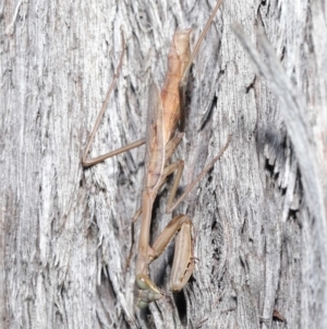 Archimantis sp. (genus) at Acton, ACT - 7 Jul 2020 10:58 AM