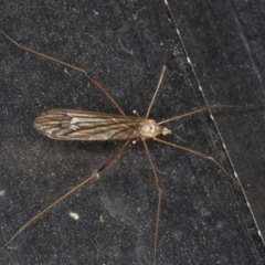 Limoniidae (family) (Unknown Limoniid Crane Fly) at Congo, NSW - 5 Jul 2020 by jbromilow50