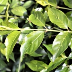 Gynochthodes jasminoides (Sweet Morinda) at Robertson, NSW - 20 Jul 2020 by plants