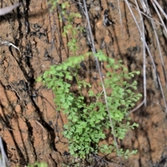 Lindsaea microphylla (Lacy Wedge-fern) at Robertson - 20 Jul 2020 by plants