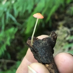 Mycena sp. (Mycena) at Wattamolla, NSW - 17 Jul 2020 by WattaWanderer