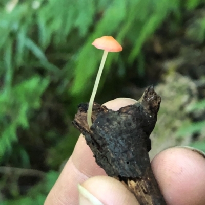 Mycena sp. (Mycena) at Wattamolla, NSW - 18 Jul 2020 by WattaWanderer