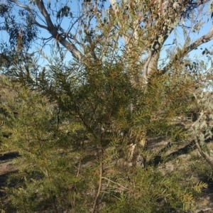 Acacia sp. at Red Hill, ACT - 19 Jul 2020