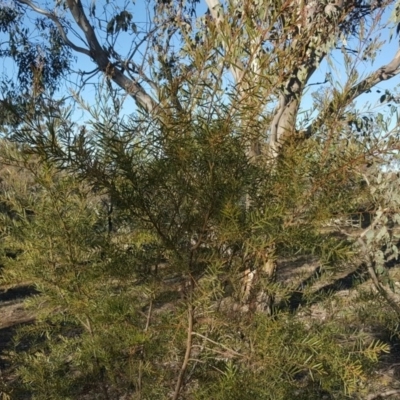 Acacia sp. (A Wattle) at Red Hill, ACT - 19 Jul 2020 by Mike