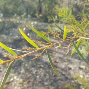 Acacia sp. at Red Hill, ACT - 19 Jul 2020