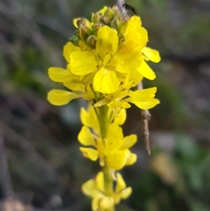 Hirschfeldia incana at Holt, ACT - 21 Jul 2020