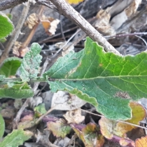 Hirschfeldia incana at Holt, ACT - 21 Jul 2020