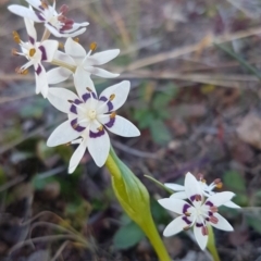 Wurmbea dioica subsp. dioica (Early Nancy) at Woodstock Nature Reserve - 21 Jul 2020 by tpreston