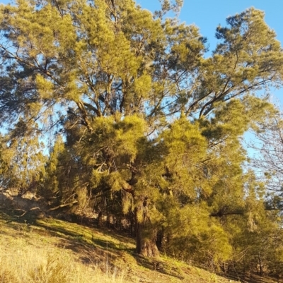 Casuarina cunninghamiana subsp. cunninghamiana (River She-Oak, River Oak) at Dunlop, ACT - 21 Jul 2020 by tpreston