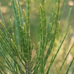 Casuarina cunninghamiana subsp. cunninghamiana at Dunlop, ACT - 21 Jul 2020