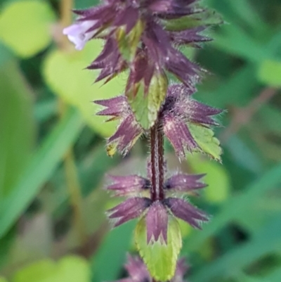 Melissa officinalis (Lemon Balm, Common Balm) at Holt, ACT - 21 Jul 2020 by trevorpreston