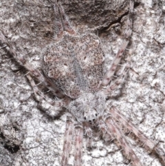 Tamopsis sp. (genus) (Two-tailed spider) at ANBG - 7 Jul 2020 by TimL