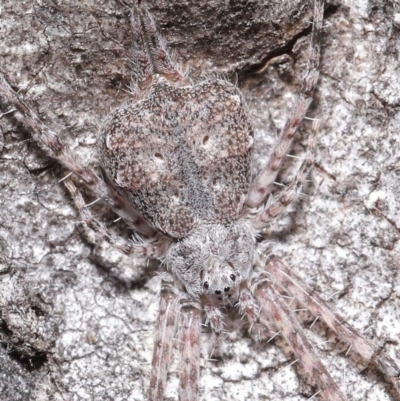 Tamopsis sp. (genus) (Two-tailed spider) at Acton, ACT - 7 Jul 2020 by TimL